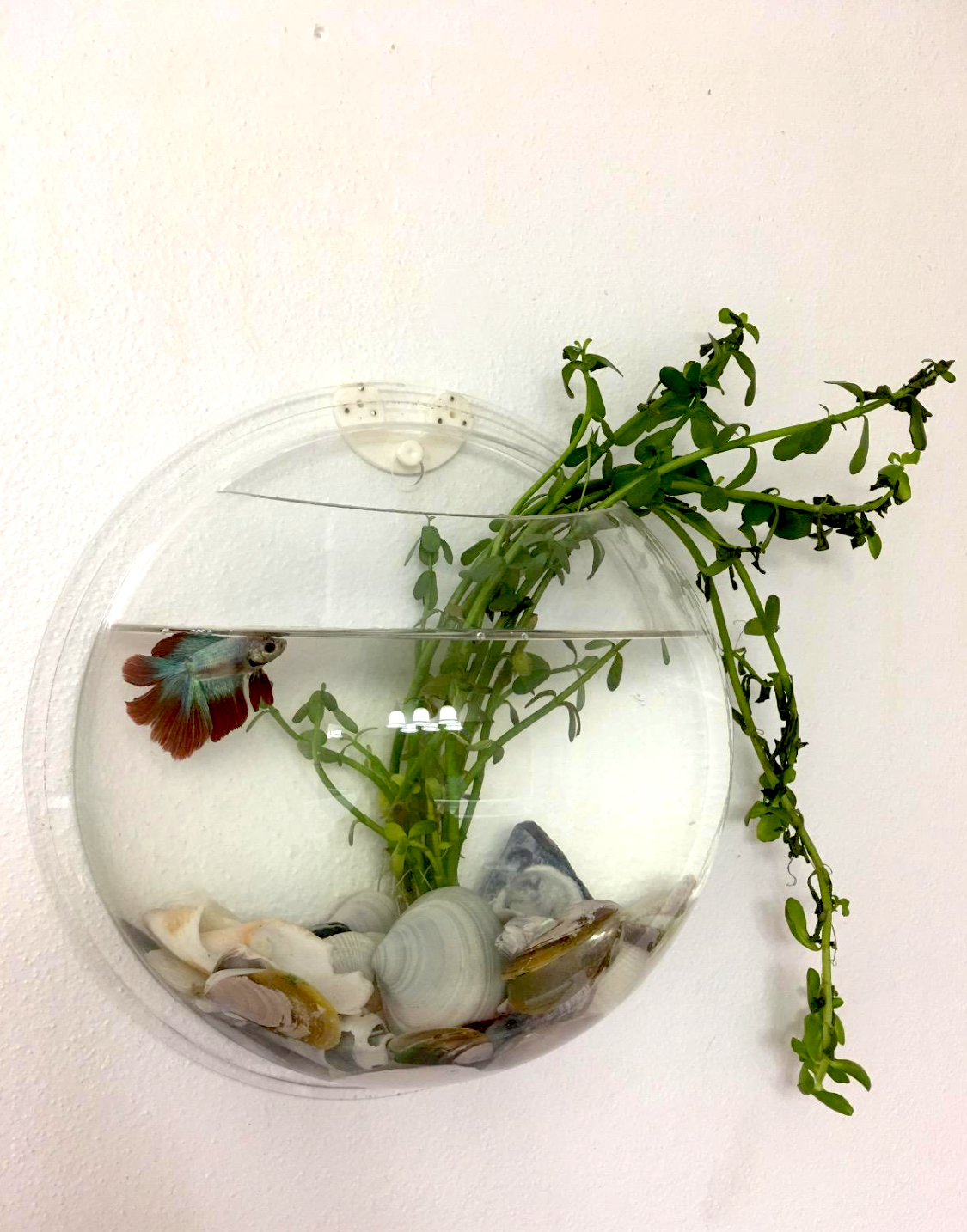 A mini aquarium shaped like a half-sphere. It's about the size of an average basketball and has a fish and water plant inside with seashells.