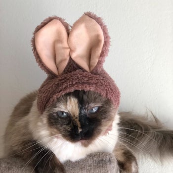 Cat wearing brown bunny ears
