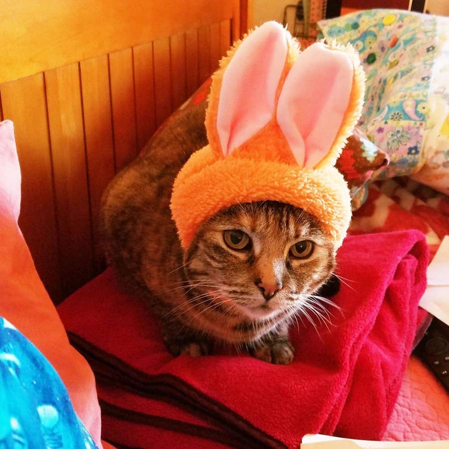 29 Products That Ll Probably Make Cat Owners Laugh Out Loud