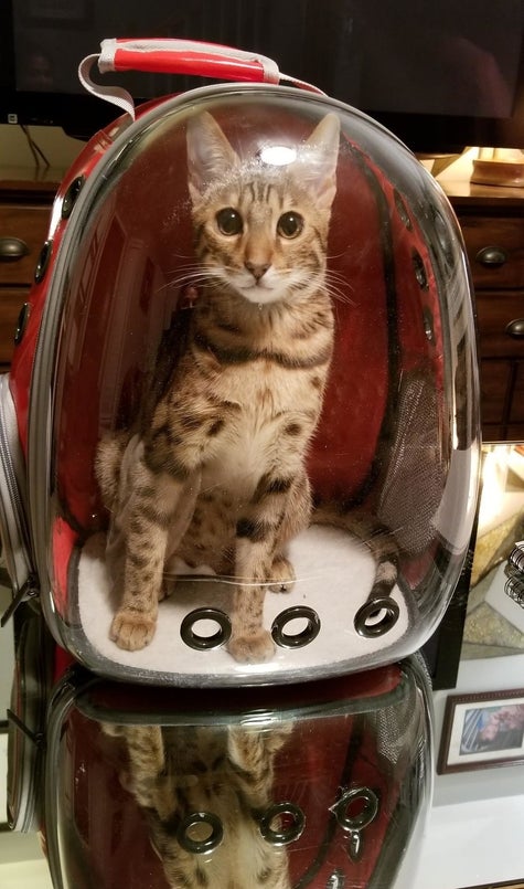 29 Products That Ll Probably Make Cat Owners Laugh Out Loud