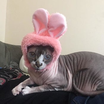 A hairless cat wearing pink bunny ears