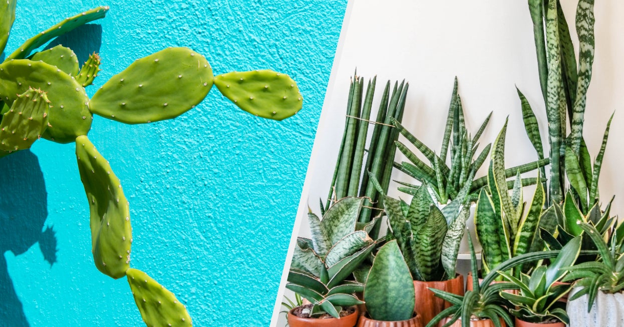 Are You More Like A Cactus Or An Aloe Vera Plant?