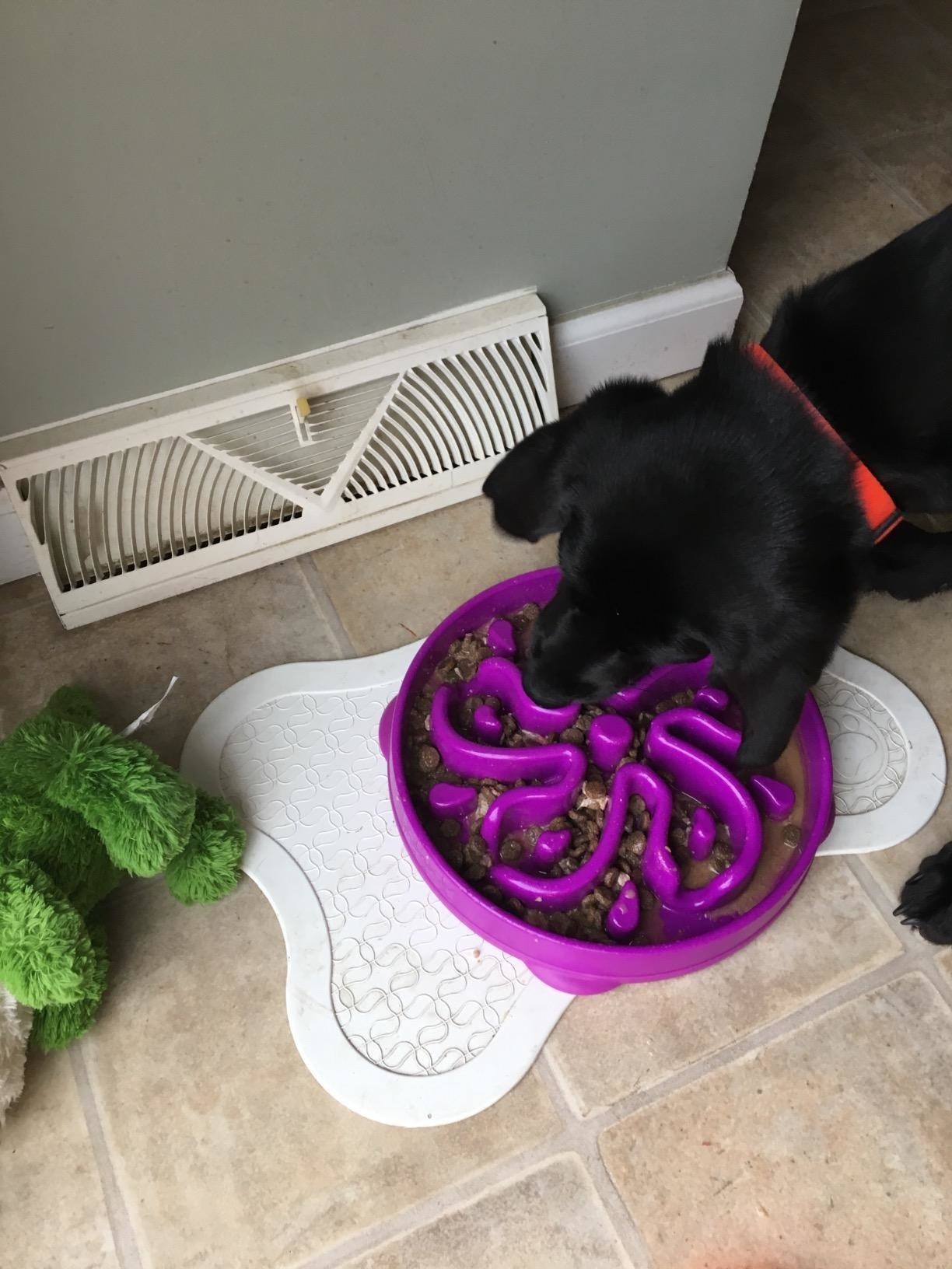 dog using labyrinth like bowl 