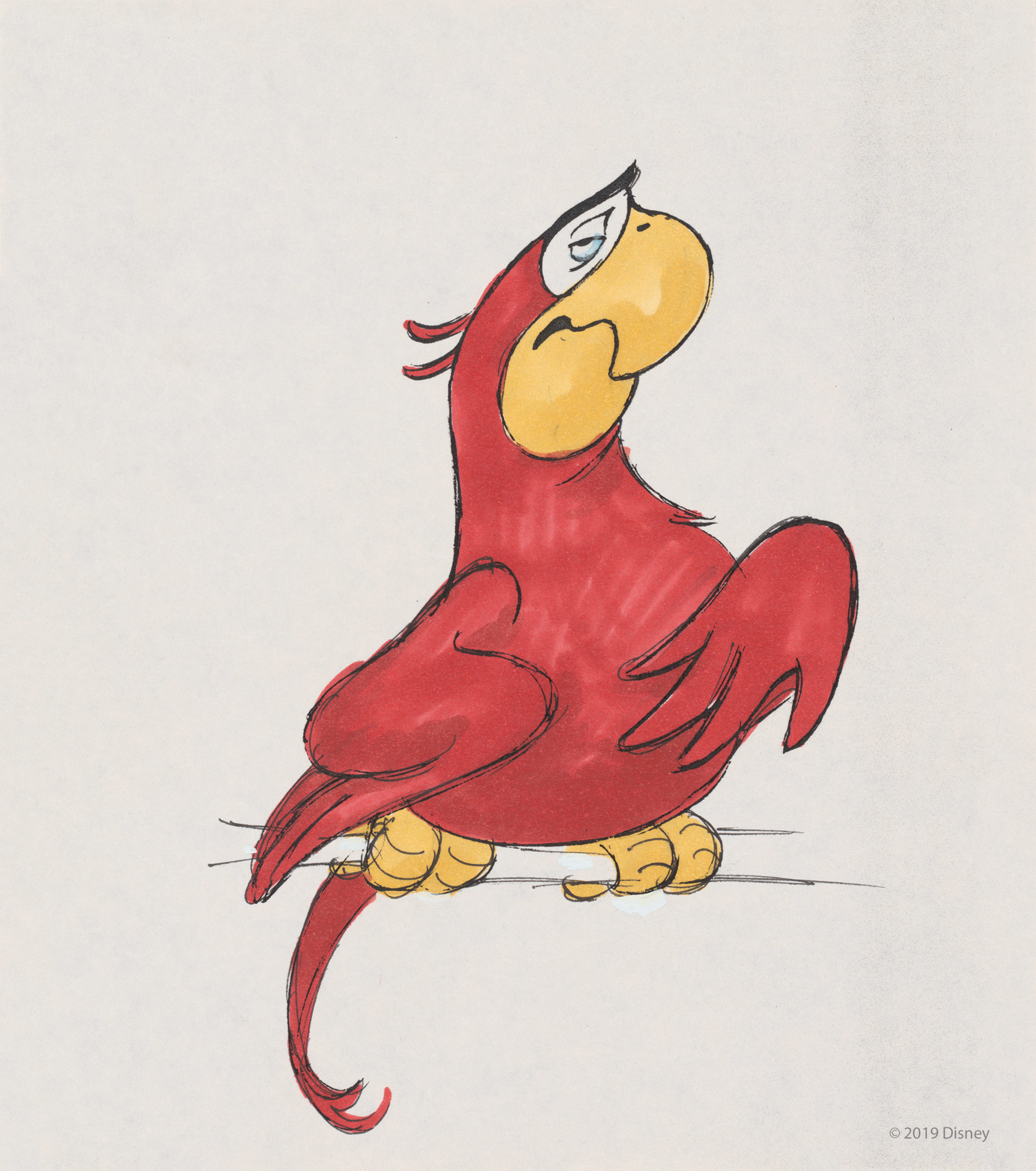 aladin bird name aladin bird name