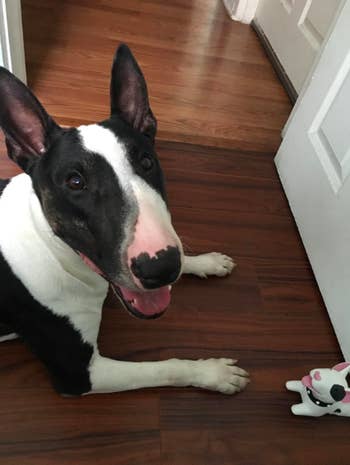 reviewer's dog looking happy next to the doorstop that looks like a white bull terrier with black spots
