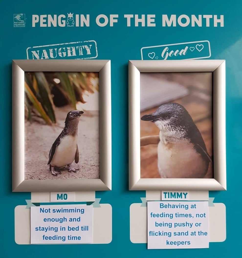 naughty penguins book