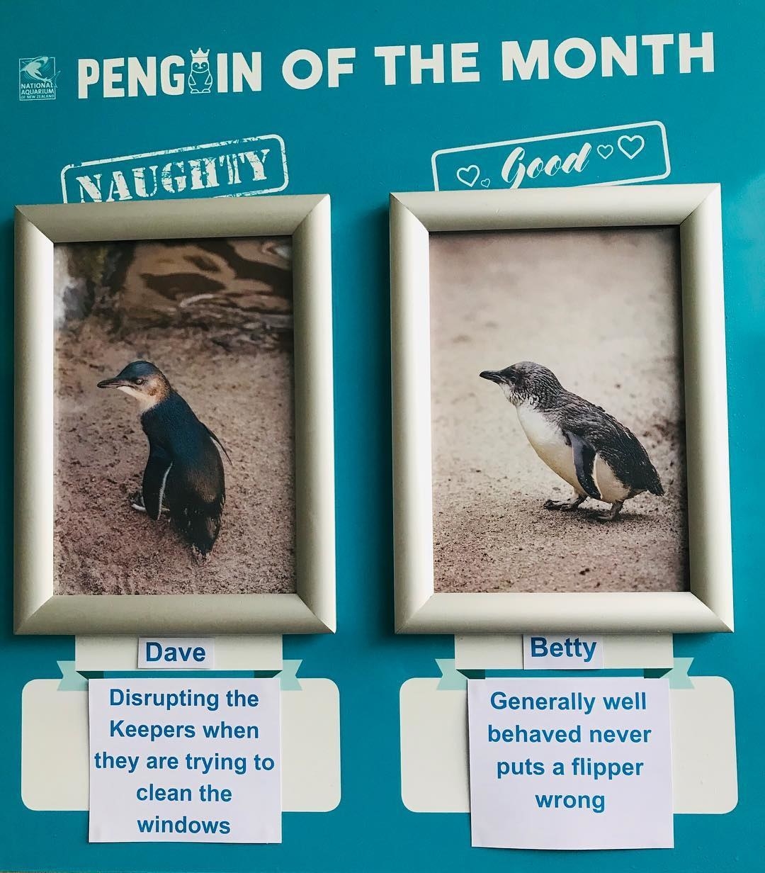 naughty penguins book