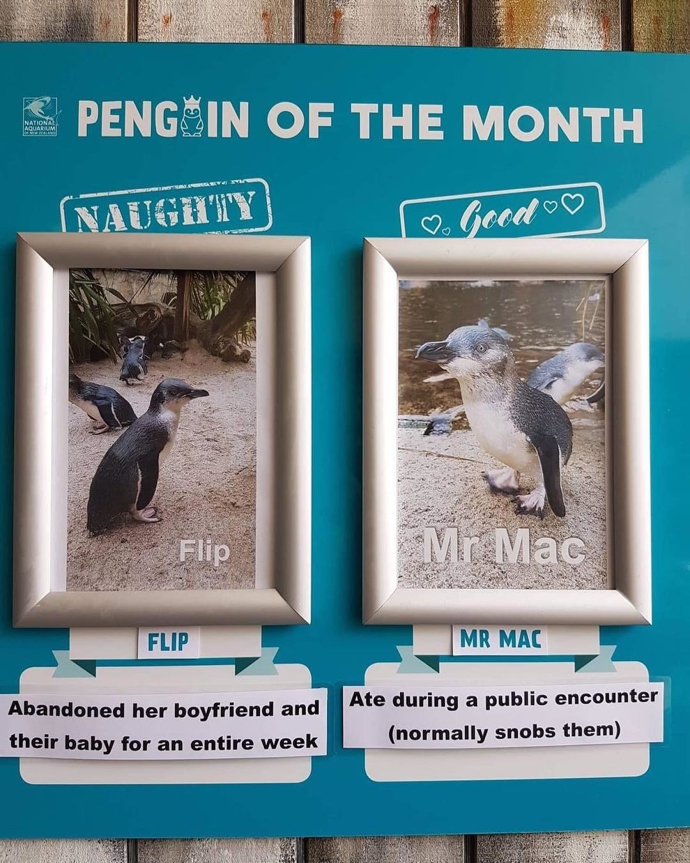 National Aquarium Of Nz Good And Naughty Penguins Of The Month 5191