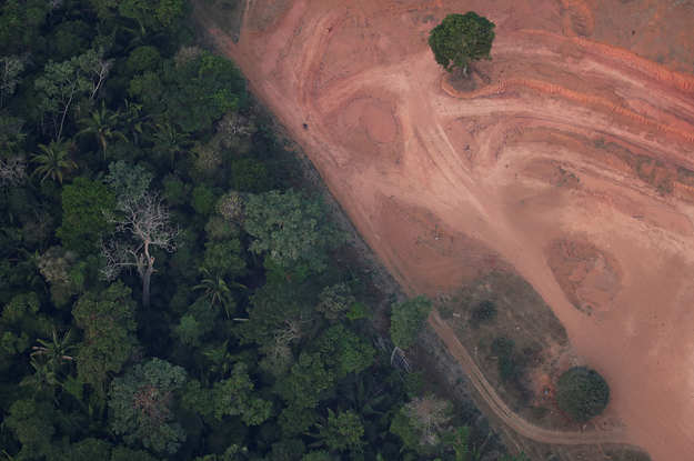 13 Photos Explain Whatâ€™s Going On In The Amazon And What You Can Do