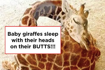 16 Animal Facts That Ll Make You Smile Laugh And Say Wait Wtf