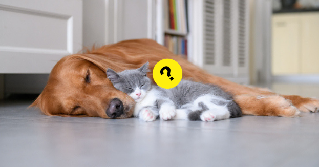 Quiz: Are You A Cat Or Dog?