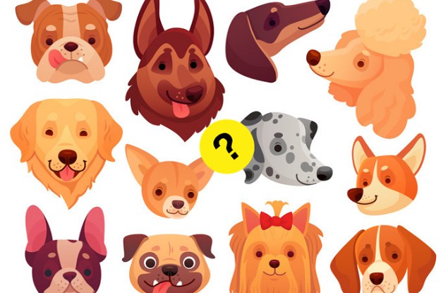 buzzfeed what dog should i get