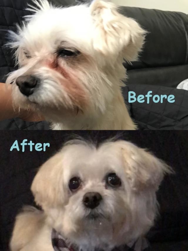 before photo of a white dog with noticeable red-brown tear stains around their eyes and an after photo of the same dog with the tear stains gone