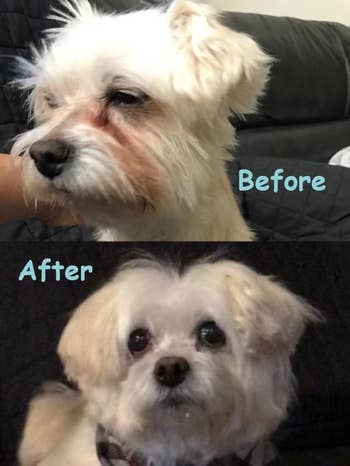 before image of a small white dog with barely open eyes and lots of tear stains and an after image of the same dog now with eyes wide open and no tear stains