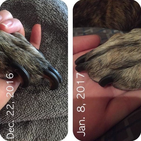 before photo of a dog's overgrown nails next to an after photo of the same dog with nails that are much shorter and neatly trimmed