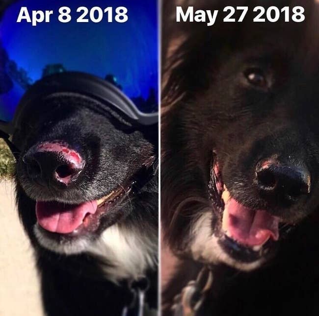 before image of a dog with a sunburnt nose and after image of the dog's nose healed