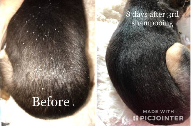 before and after of reviewer's dog with dandruff and then no visible dandruff after using the product