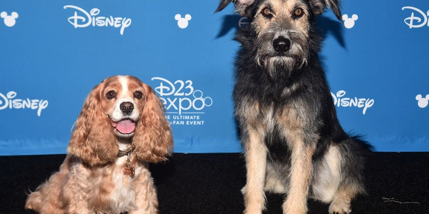 The Stars (Yes, The Dogs) Of "Lady And The Tramp" Walked The Red Carpet And It's All I Care About
