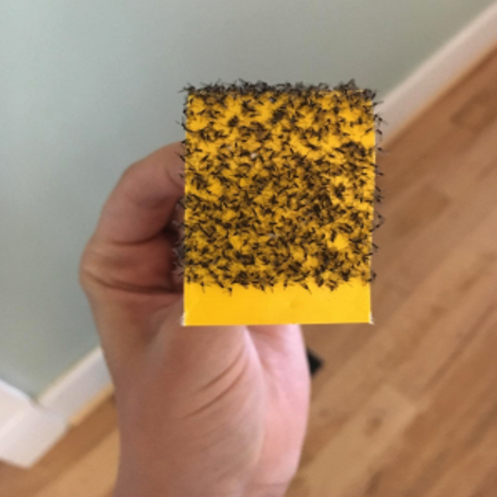 a reviewer photo holding up a sticky paper filled with bugs