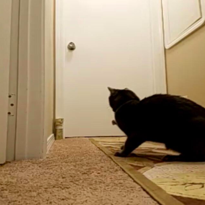 23 Pet Training Products You Can Get On Amazon That Reviewers