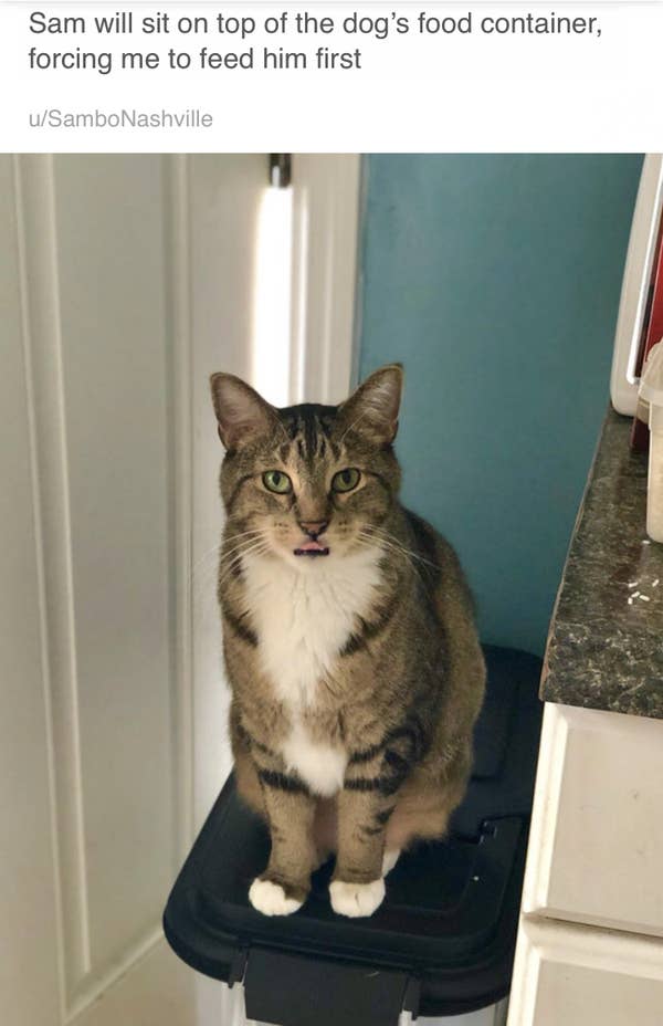 15 Cats That Were Jerks To Dogs And Didn T Care