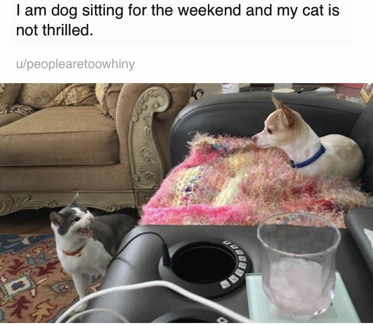 15 Cats That Were Jerks To Dogs And Didn T Care