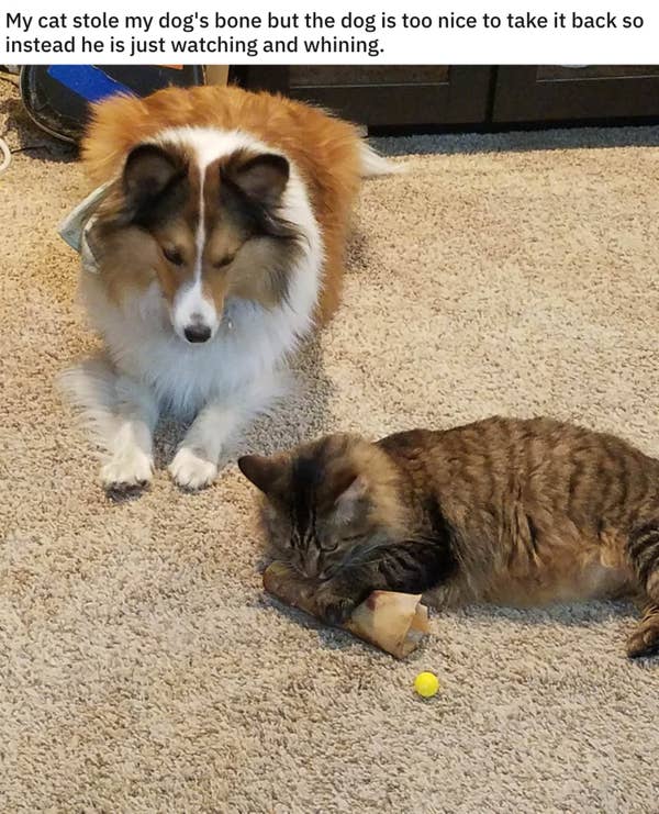 15 Cats That Were Jerks To Dogs And Didn T Care