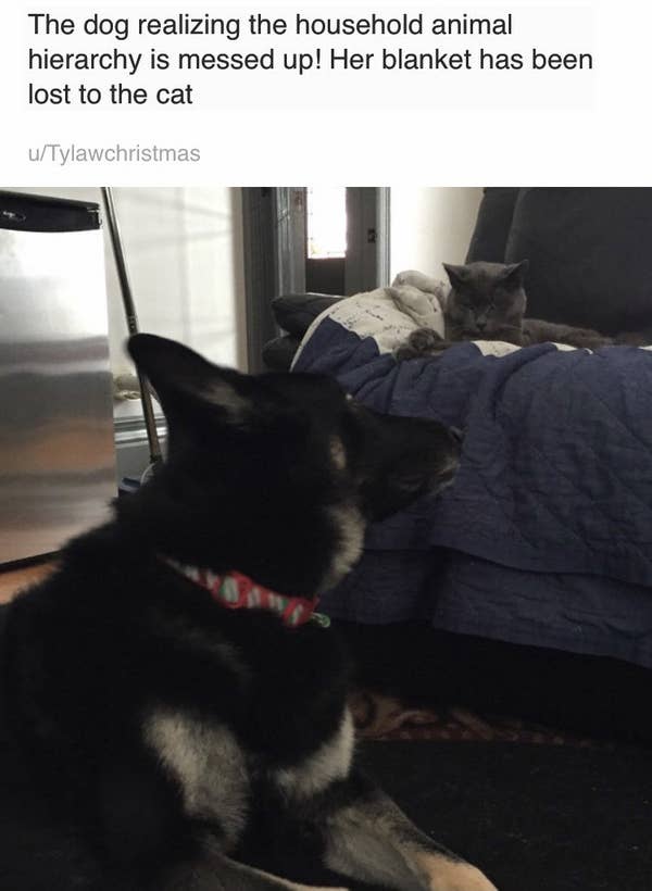 15 Cats That Were Jerks To Dogs And Didn T Care