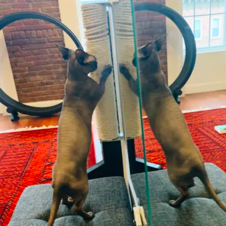 23 Pet Training Products You Can Get On Amazon That Reviewers