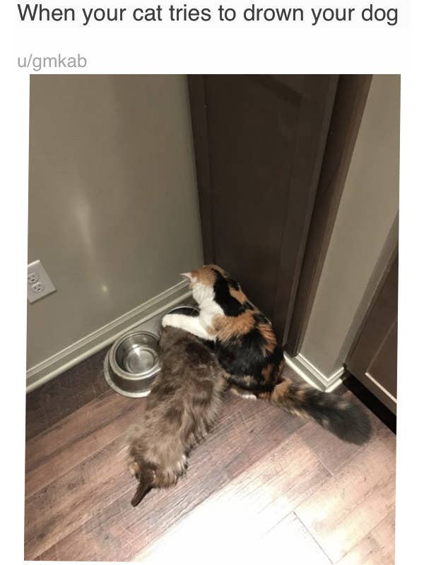 15 Cats That Were Jerks To Dogs And Didn T Care