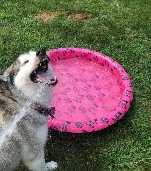 dog getting water from the hose