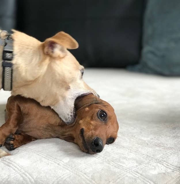 愛すべきおバカさん 21枚の写真で犬が和ませてくれるよ