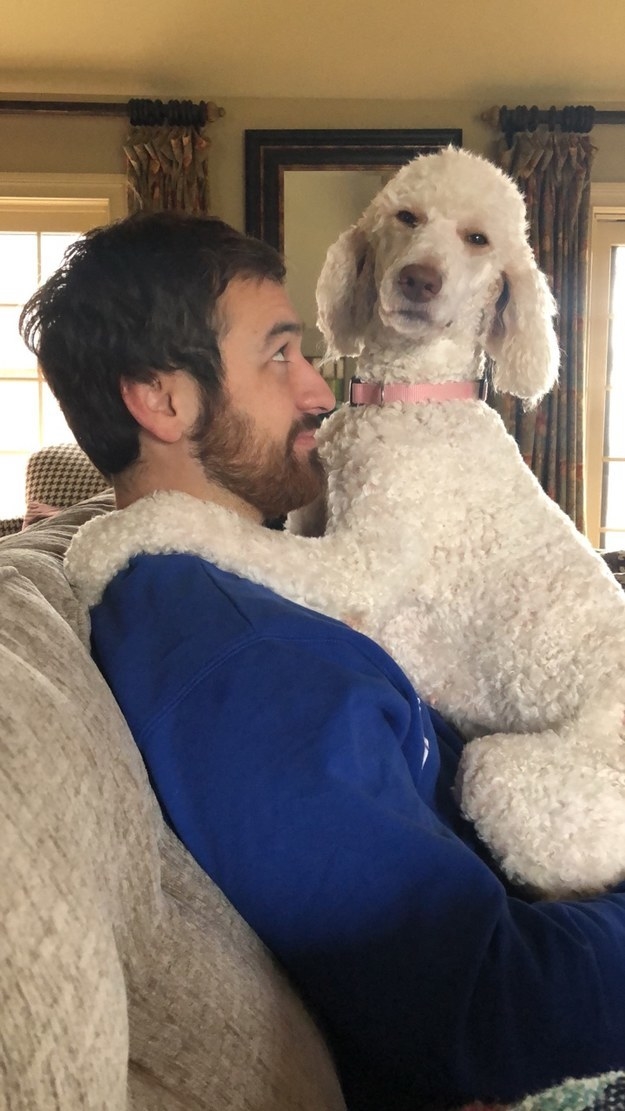 poodle hugging its owner on the couch