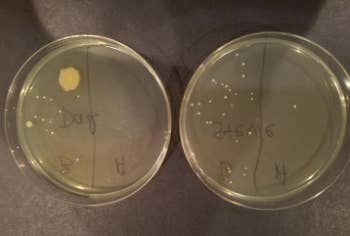 reviewer's two petri dishes showing the bacteria from phones before/after using the phonesoap