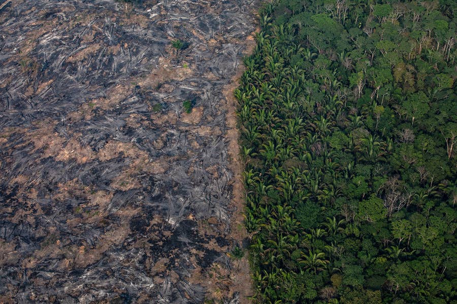黒焦げの地面 炭と化した木々 アマゾン火災の被害を写真で