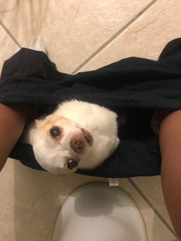 small dog in someone&#x27;s pants as they use the restaurant