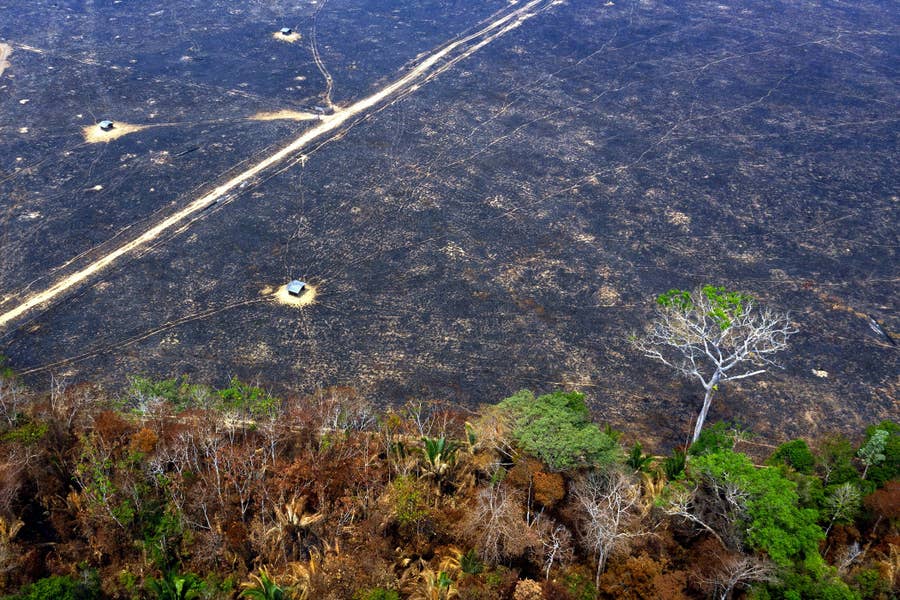 黒焦げの地面 炭と化した木々 アマゾン火災の被害を写真で