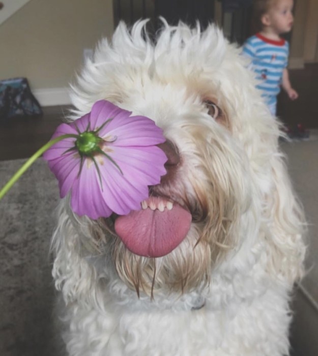 dog smelling a flower with their teeth showing