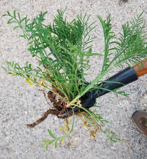 Weeder tool with weed 