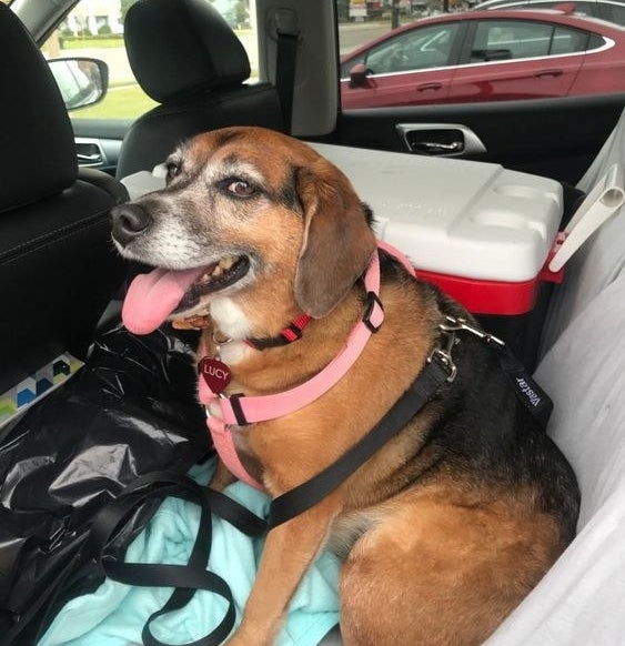 Reviewer&#x27;s dog buckled in their car 