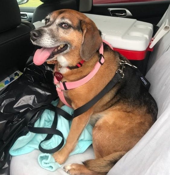 Reviewer&#x27;s dog buckled in their car 