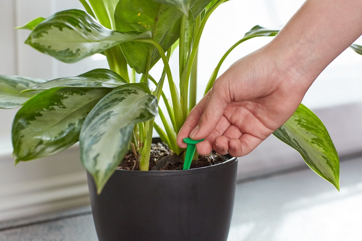 A hand placing the Miracle-Gro plant food spikes in a plant. 
