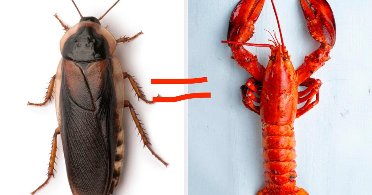 Can We All Just Admit That Lobster Is Gross?