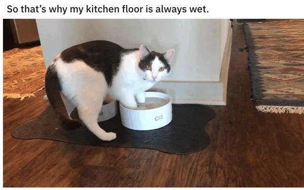 17 Cats That Are As Rude As They Are Cute