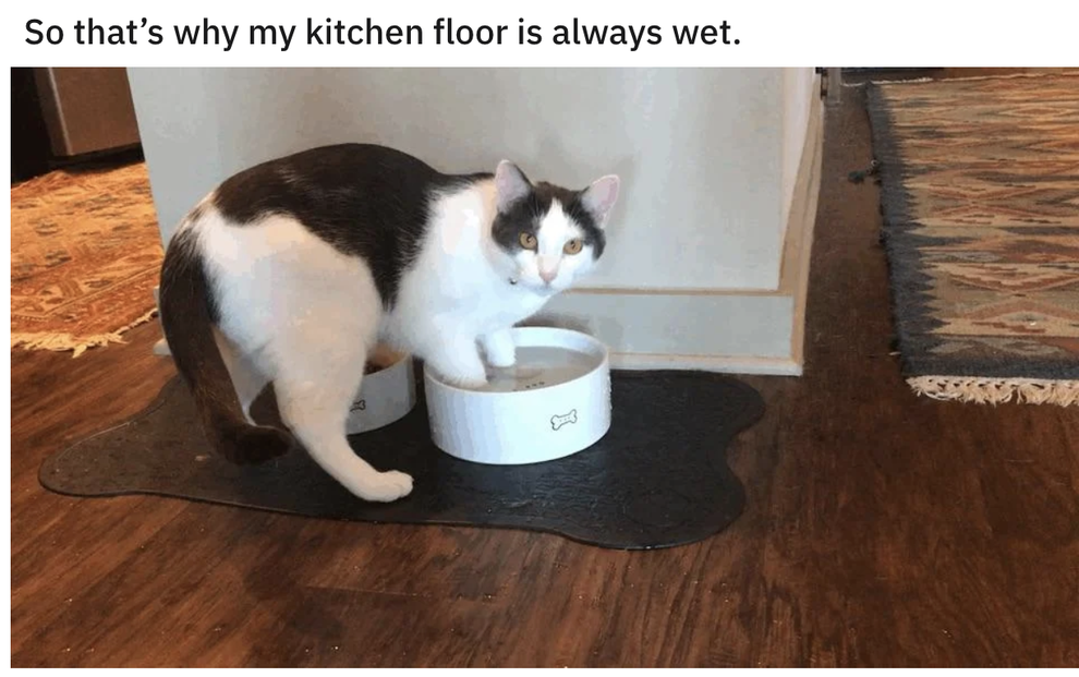 17 Cats That Are As Rude As They Are Cute