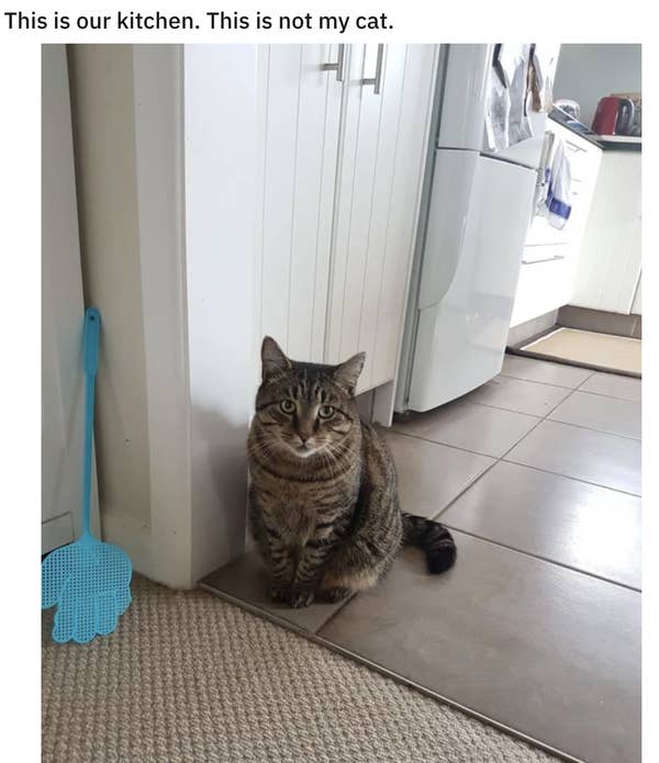 17 Cats That Are As Rude As They Are Cute