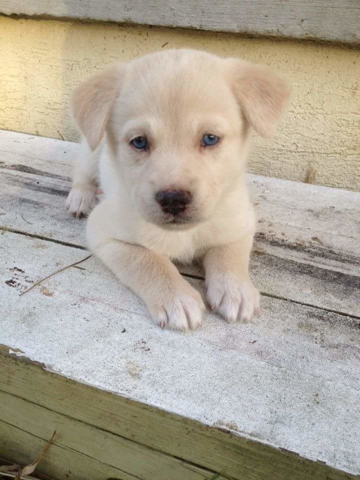 Half husky discount half golden retriever