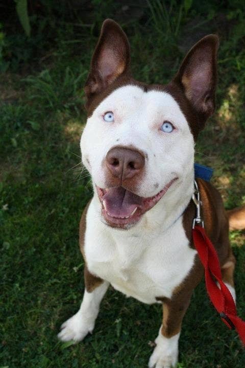 21 adorable husky mixes you need to pet