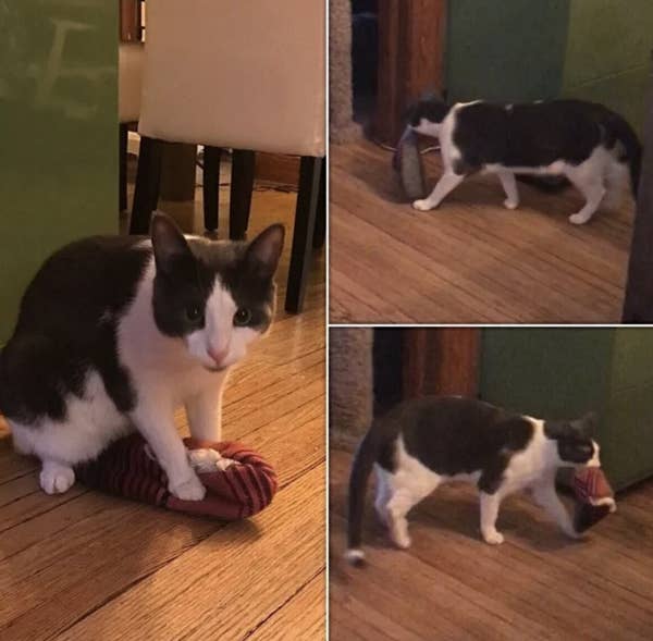 17 Cats That Are As Rude As They Are Cute