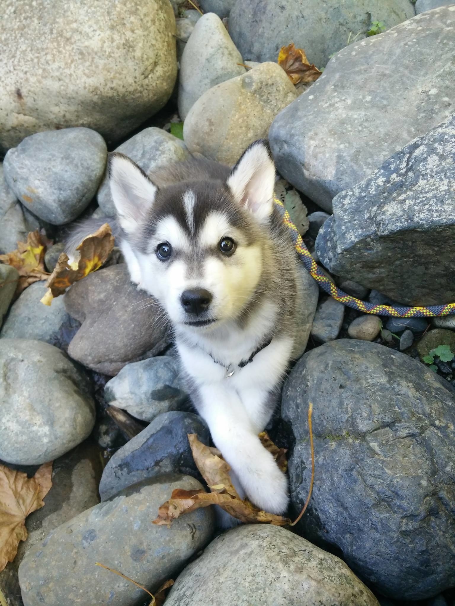 Cute husky clearance cross breeds